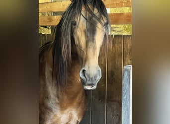 PRE Mix, Hengst, 5 Jahre, 170 cm, Falbe