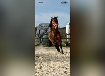 PRE Mix, Hengst, 5 Jahre, 170 cm, Falbe