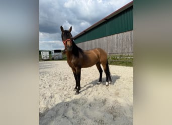 PRE Mix, Hengst, 5 Jahre, 170 cm, Falbe