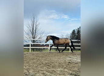 PRE, Hengst, 5 Jahre, 170 cm, Falbe