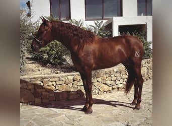 PRE, Hengst, 5 Jahre, 170 cm, Fuchs