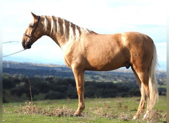 PRE Mix, Hengst, 5 Jahre, 170 cm, Palomino