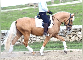 PRE Mix, Hengst, 5 Jahre, 170 cm, Palomino