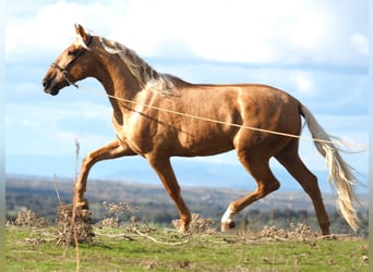 PRE Mix, Hengst, 5 Jahre, 170 cm, Palomino