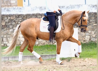PRE Mix, Hengst, 5 Jahre, 170 cm, Palomino