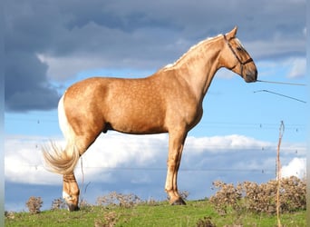 PRE Mix, Hengst, 5 Jahre, 170 cm, Palomino