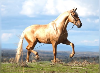 PRE Mix, Hengst, 5 Jahre, 170 cm, Palomino