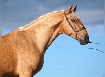 PRE Mix, Hengst, 5 Jahre, 170 cm, Palomino