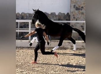 PRE Mix, Hengst, 5 Jahre, 170 cm, Rappe