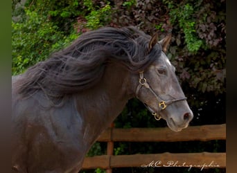 PRE, Hengst, 5 Jahre, 170 cm, Rappschimmel