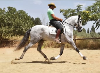 PRE, Hengst, 5 Jahre, 170 cm, Schimmel