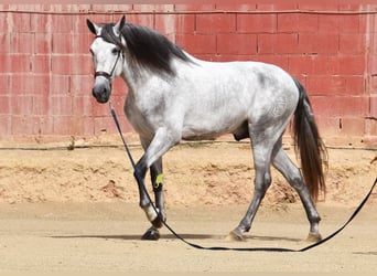 PRE, Hengst, 5 Jahre, 170 cm, Schimmel