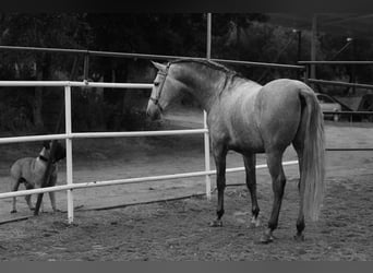 PRE, Hengst, 5 Jahre, 171 cm, Apfelschimmel