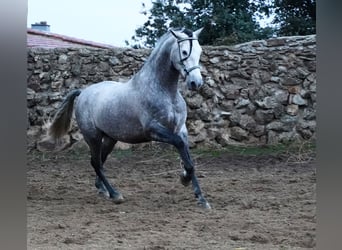 PRE, Hengst, 5 Jahre, 171 cm, Apfelschimmel