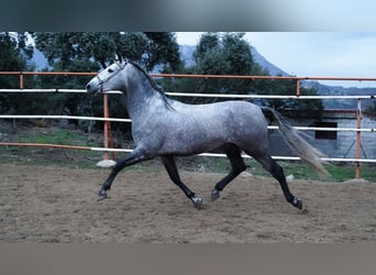 PRE, Hengst, 5 Jahre, 171 cm, Apfelschimmel