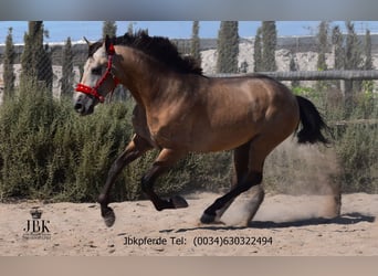 PRE Mix, Hengst, 5 Jahre, 171 cm, Falbe