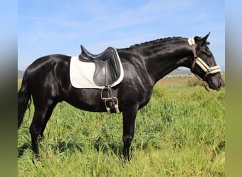 PRE Mix, Hengst, 5 Jahre, 171 cm, Rappe