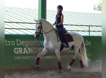PRE, Hengst, 5 Jahre, 171 cm, Schimmel