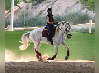 PRE, Hengst, 5 Jahre, 171 cm, Schimmel