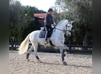 PRE Mix, Hengst, 5 Jahre, 171 cm, Schimmel