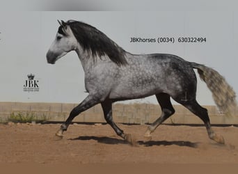 PRE, Hengst, 5 Jahre, 172 cm, Apfelschimmel