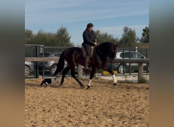 PRE Mix, Hengst, 5 Jahre, 172 cm, Dunkelbrauner