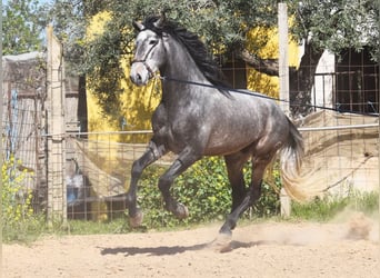 PRE, Hengst, 5 Jahre, 172 cm