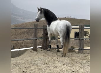 PRE Mix, Hengst, 5 Jahre, 172 cm, Schimmel