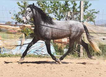 PRE, Hengst, 5 Jahre, 172 cm, Schimmel