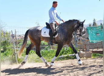 PRE, Hengst, 5 Jahre, 172 cm, Schimmel