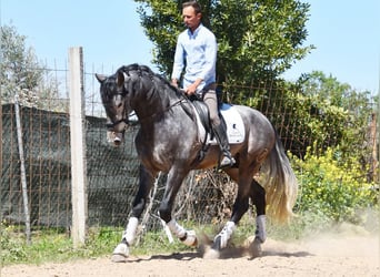 PRE, Hengst, 5 Jahre, 172 cm, Schimmel