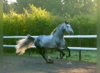 PRE Mix, Hengst, 5 Jahre, 173 cm, Apfelschimmel