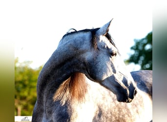 PRE Mix, Hengst, 5 Jahre, 173 cm, Apfelschimmel
