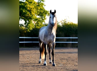 PRE Mix, Hengst, 5 Jahre, 173 cm, Apfelschimmel