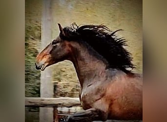 PRE Mix, Hengst, 5 Jahre, 173 cm, Brauner