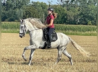 PRE, Hengst, 5 Jahre, 174 cm, Schimmel