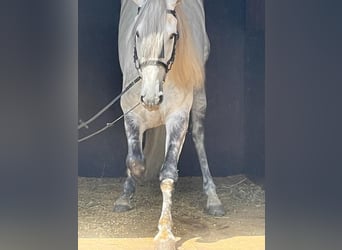 PRE, Hengst, 5 Jahre, 174 cm, Schimmel