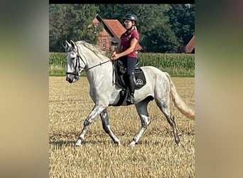 PRE, Hengst, 5 Jahre, 174 cm, Schimmel