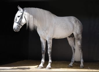PRE, Hengst, 5 Jahre, 174 cm, Schimmel