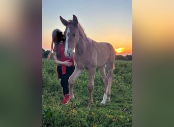 PRE Mix, Hengst, 5 Jahre, 174 cm, Schimmel