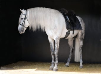 PRE Mix, Hengst, 5 Jahre, 174 cm, Schimmel