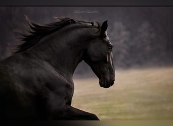 PRE Mix, Hengst, 5 Jahre, 175 cm, Rappe