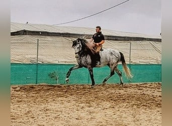PRE, Hengst, 5 Jahre, 176 cm, Apfelschimmel