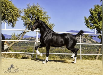 PRE Mix, Hengst, 5 Jahre, 176 cm, Dunkelbrauner