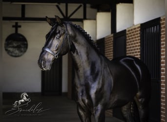 PRE Mix, Hengst, 5 Jahre, 176 cm, Dunkelbrauner