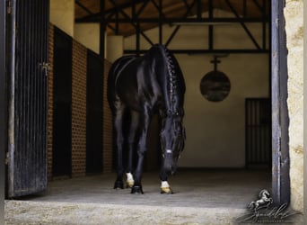 PRE Mix, Hengst, 5 Jahre, 176 cm, Dunkelbrauner