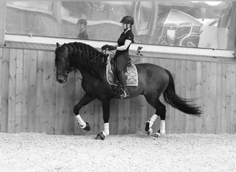 PRE Mix, Hengst, 5 Jahre, 176 cm, Dunkelbrauner