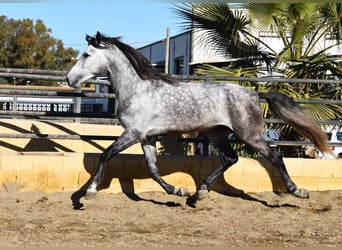 PRE, Hengst, 5 Jahre, 176 cm, Schimmel