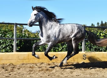 PRE, Hengst, 5 Jahre, 176 cm, Schimmel