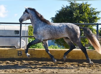 PRE, Hengst, 5 Jahre, 176 cm, Schimmel